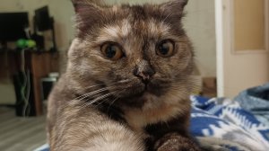 Устраняем Всю Негативную Энергию, Лечебная Флейта. Кошечка Довольна