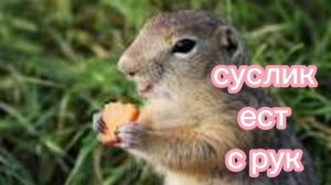 СУСЛИК КУШАЕТ С РУК