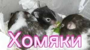 Хомяки развлекаются.  #хомяки