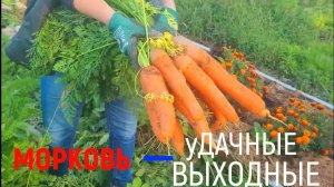 КАК просто вырастить МОРКОВЬ? Ранний посев моркови для большого урожая.
