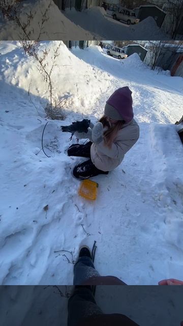 Бедный голубь