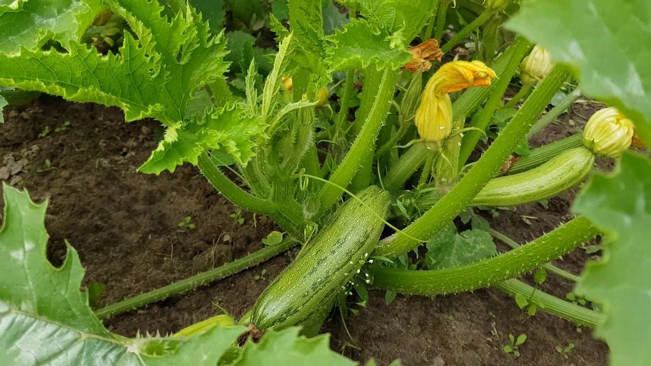 Деревня: огород, цыплята/Подарок!!! смотреть онлайн