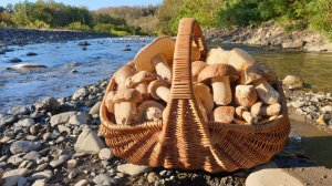 НЕТРОНУТЫЙ ЛЕС В ГОРАХ ! БЕЛЫЕ ГРИБЫ ОХРАНЯЮТ МЕДВЕДИ ! КАВКАЗ СЕРИЯ 5 !