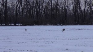 Охота на зайца с собаками (37 часть)