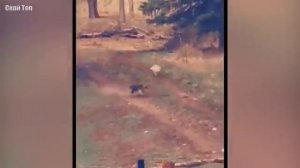 Неожиданные встречи с волками.