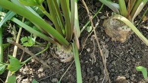 Посадка семян сельдерея. Урожай сельдерея в предыдущем сезоне.