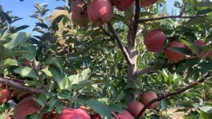 Сорт яблок Ред Делишес. Питомник семьи Мирошниченко!