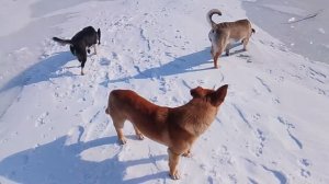 Три собаки, идущие по заснеженному водоёму