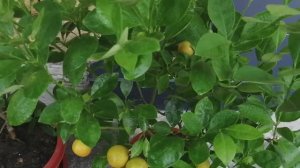 Лето в горах, лимоны и мандариновый урожай, цыплята поют