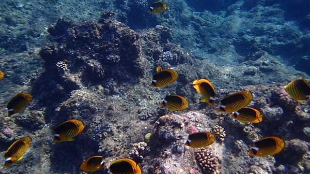 у внешнего рифа Gebel El Rosas