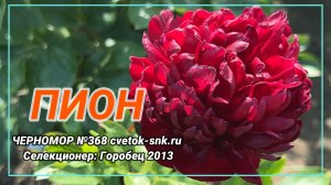 Гибрид "ЧЕРНОМОР"/Сад Ворошиловой