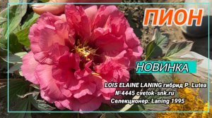 ПИОН "VILLA JOVIS"/Сад Ворошиловой