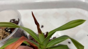 Орхидеи 🌺 Дела цветочные 07.02.26 🪴🌱🌸