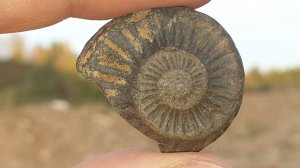 Прогулка по Дмитровскому карьеру в поисках интересных минералов и окаменелостей