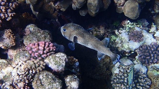 рыба-ёж на очистке