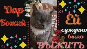 Её суждено выжить !Грустная история со счастливым концом