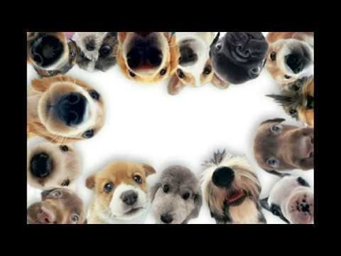 Собака бывает кусачей! смотреть онлайн