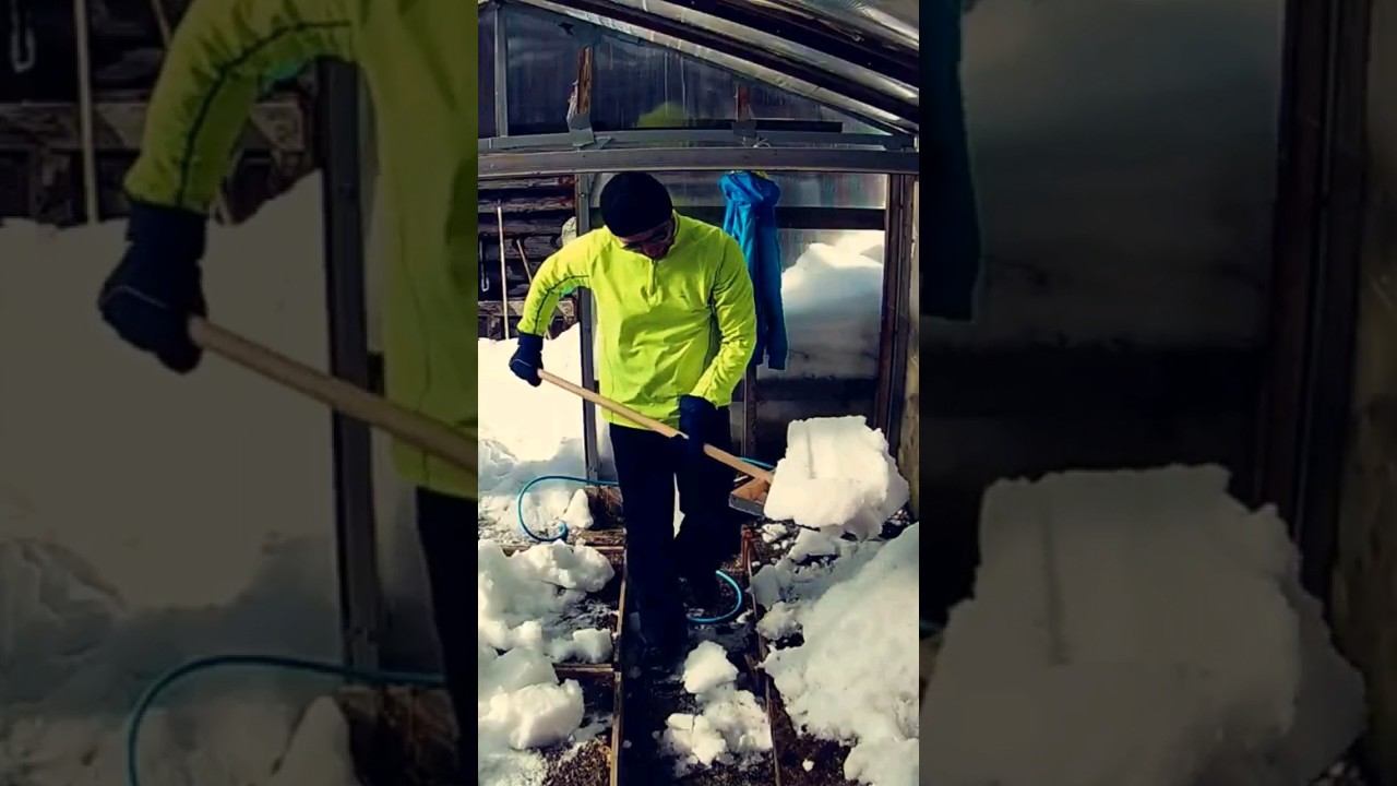Снег в парник #2 #дача #огород #деревня #теплица