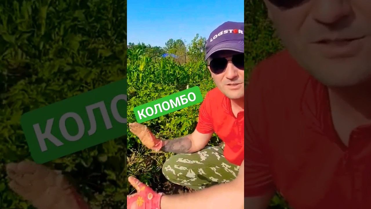 копаем КАРТОФЕЛЬ. первый результат 2023 года #дача #деревня #огород #картофель