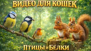 Кино  для кошек, с которыми можно поиграть : птицы и белки🐿️🌰🌳