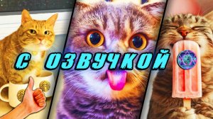 🔥 ЭТО Приколы с Котами! - С ОЗВУЧКОЙ! СМЕШНЫЕ ЖИВОТНЫЕ! Смешные Коты! Попробуй не засмеяться! 2026