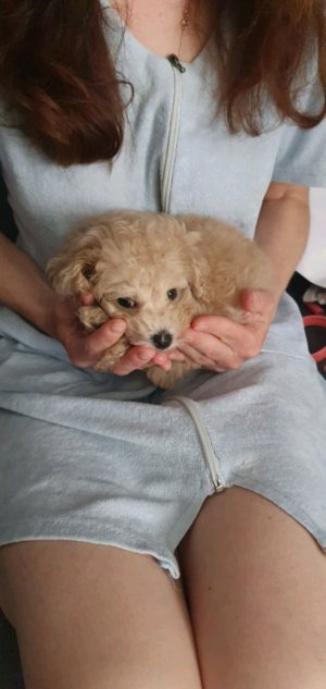 Лина❤️❤️❤️🐩🐩🐩🐩