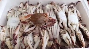 Краб Азиатский голубой