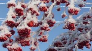 Зимняя прогулка. 2026г.