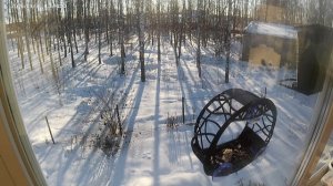 Синицы исчезают в полдень