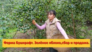 Ферма Бушкрафт в Пханге. Вьетнам. Зелёное яблоко,сбор и продажа.