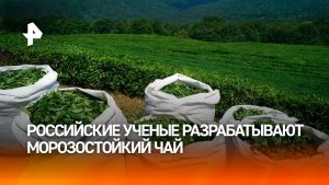 Российские ученые выявили ген морозостойкости у чая