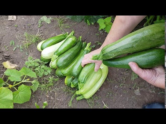 Приготовила вкусный завтрак / Собирали урожай. Куда девать? смотреть онлайн