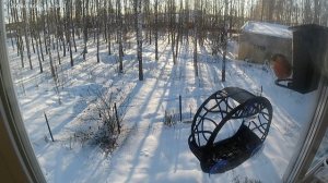 Мистер Снегирь WINS