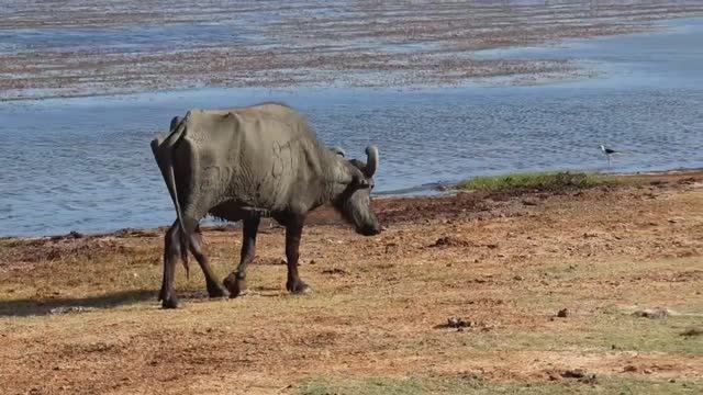 Шри-Ланка. Национальный парк Яла.