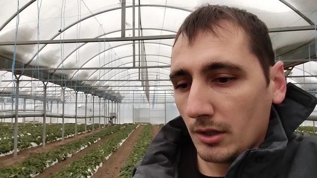 начало работ при выращивании земляники садовой (клубники) под плёночными укрытиями, в условиях юга смотреть онлайн