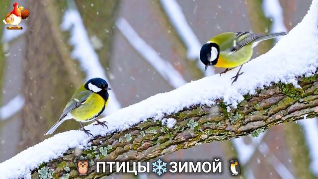 Птицы зимой в лесу 🐦🦉 видео для отдыха душой 🦅🌲(4) смотреть онлайн