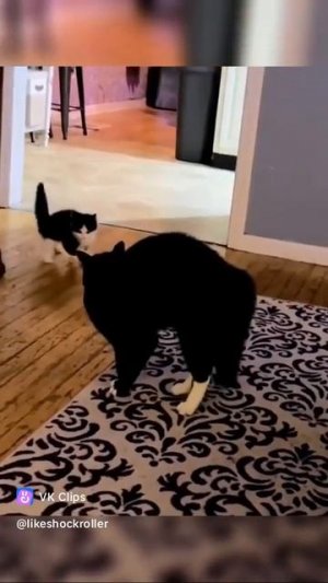 Коты исполняют