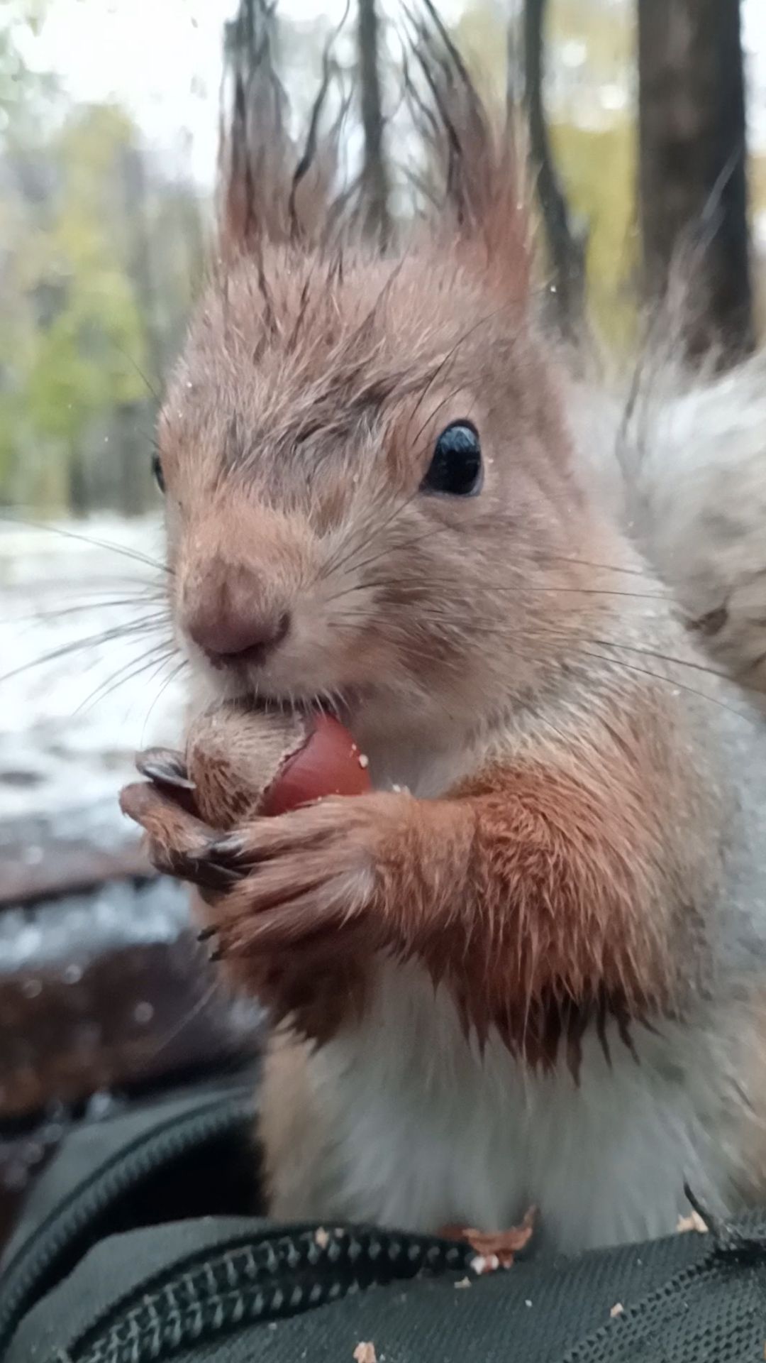 Орешек для белки. Октябрь 2023 смотреть онлайн