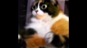 куки шоу эдит