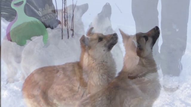 ЗИМНИЕ ЗАБАВЫ В ПОДОЛЬСКИХ ДУБРОВИЦАХ, ВЛАДИМИР ПОЛЯКОВ ПОДОЛЬСКИЙ,