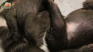 ❓ Зачем медвежатам в таком малом возрасте такие большие когти? ❓