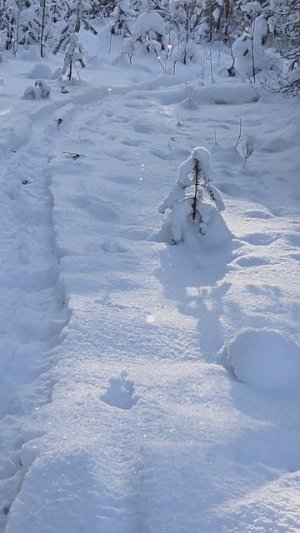 в лесу зимой