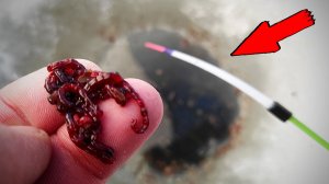 БЫВАЕТ И ТАКОЕ! Разбурил ЯМУ в СТРАШНЫЙ мороз и ПОПАЛ на КРУПНОЕ! Рыбалка 2026