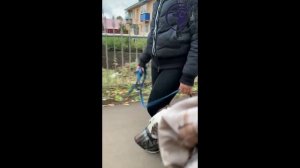 Как научить собаку спокойно ходить по городу?