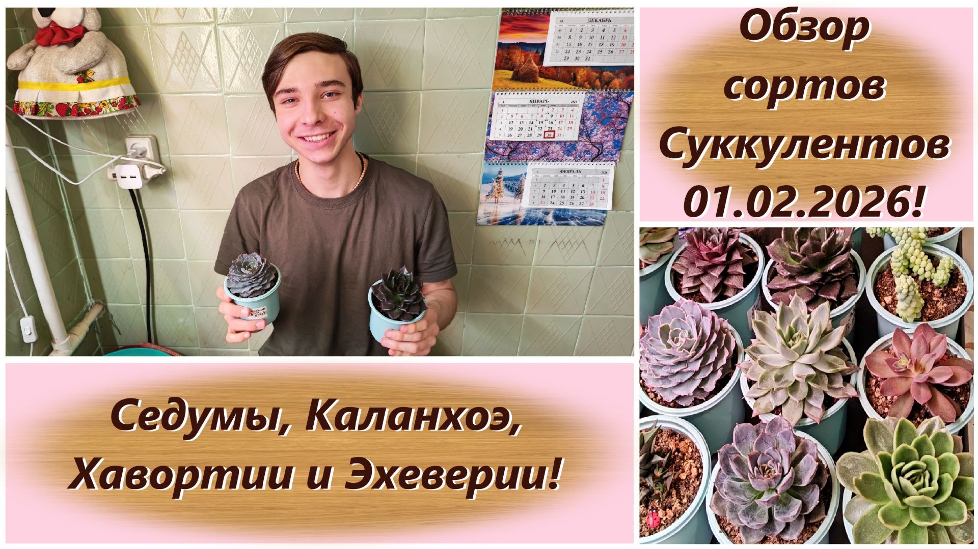 Обзор сортов Суккулентов 01.02.2026! Седумы, Каланхоэ, Хавортии и Эхеверии!