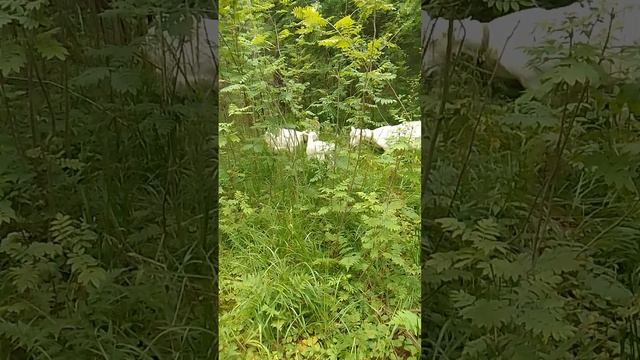 Июньский выпас коз в лесу.