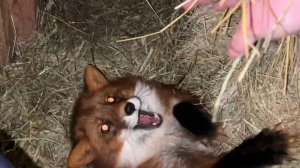 Лиса-Алиса. Лис Игнис пищит и играет