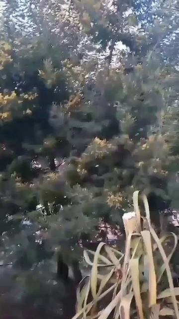 Ура! Мимоза зацвела! Будет праздник?.. смотреть онлайн