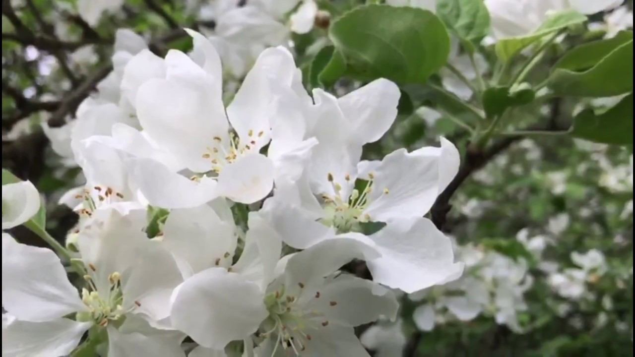 Цветущий май/Отдыхаем культурно/Часть первая смотреть онлайн