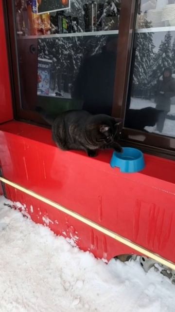 #голодныйкот #смешнойкот #животные #питомцы #милота смотреть онлайн